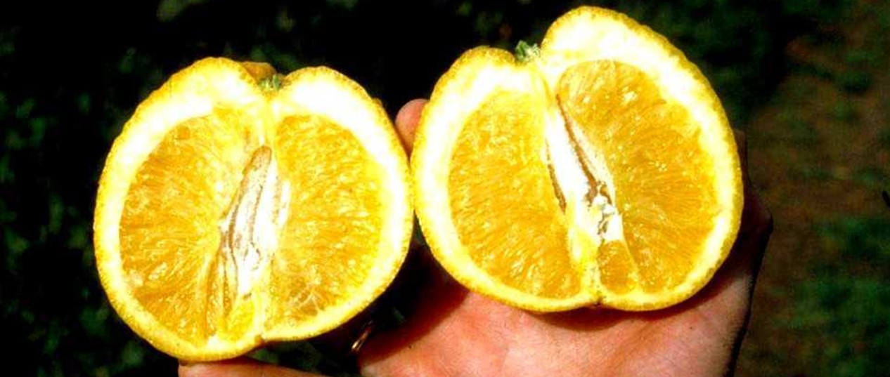 Information sur la maladie Stubborn des agrumes
